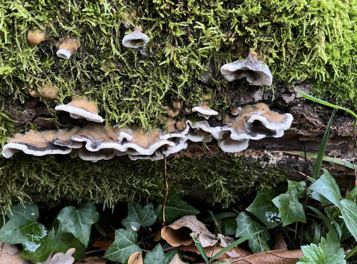 Mossy Minds & Monotropism
