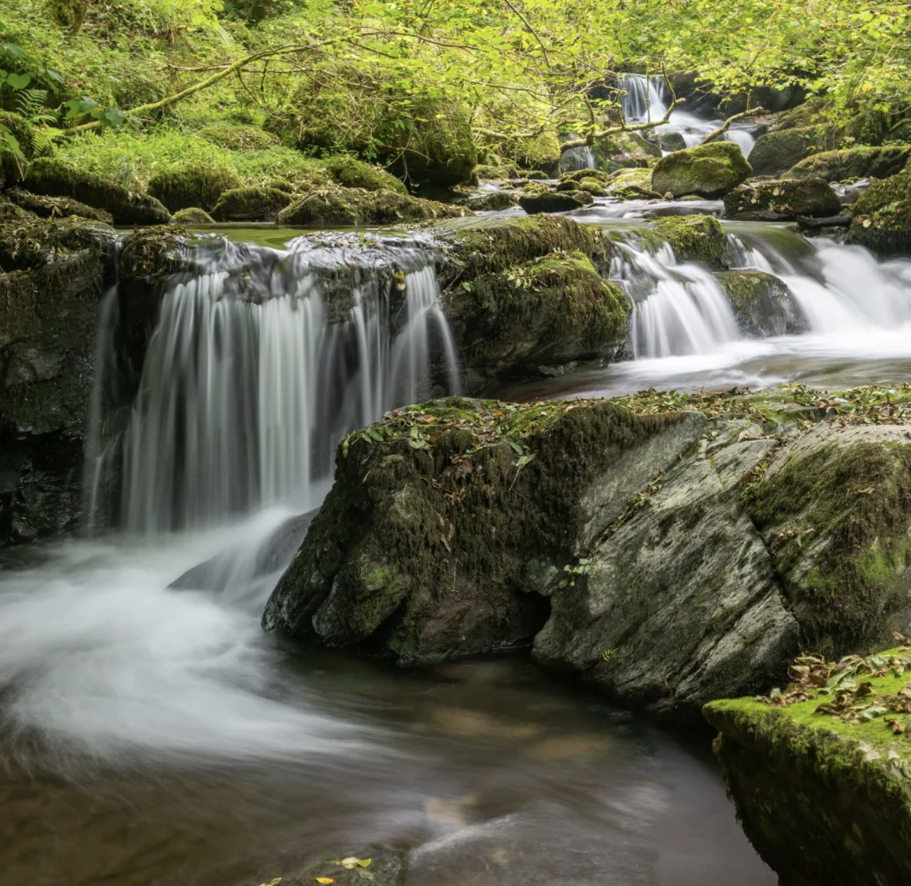 Monotropism & Collective Flow
