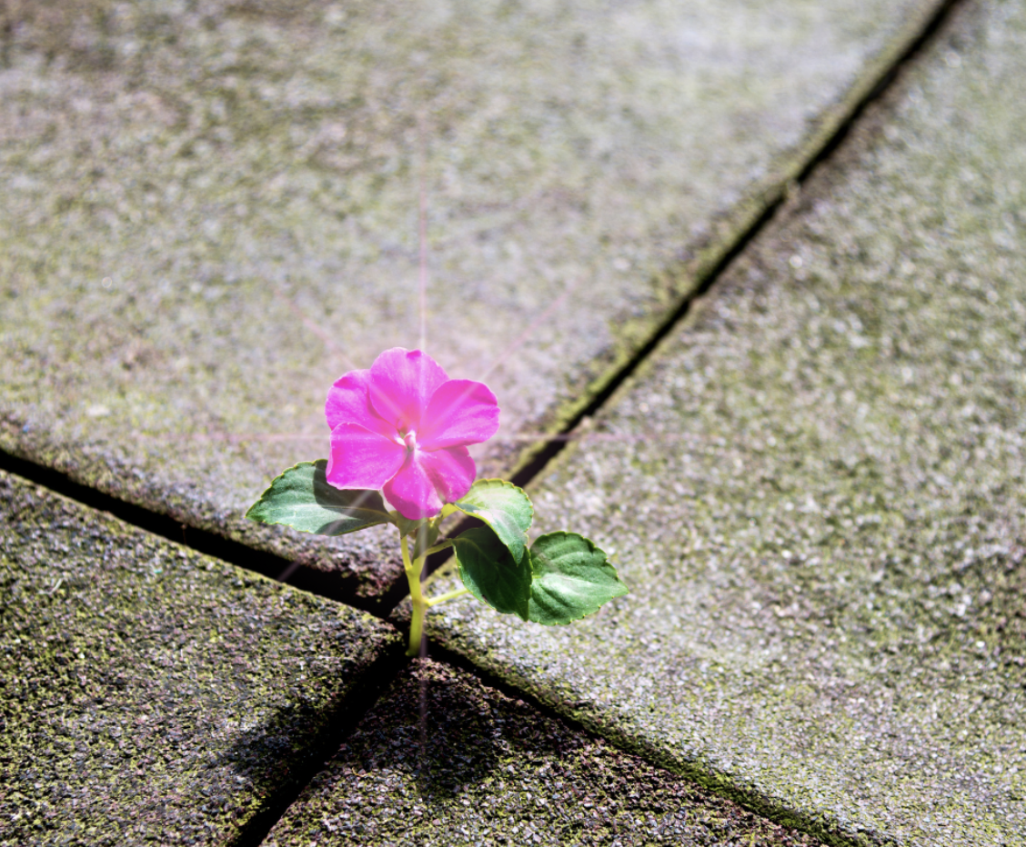 Radical Resilience