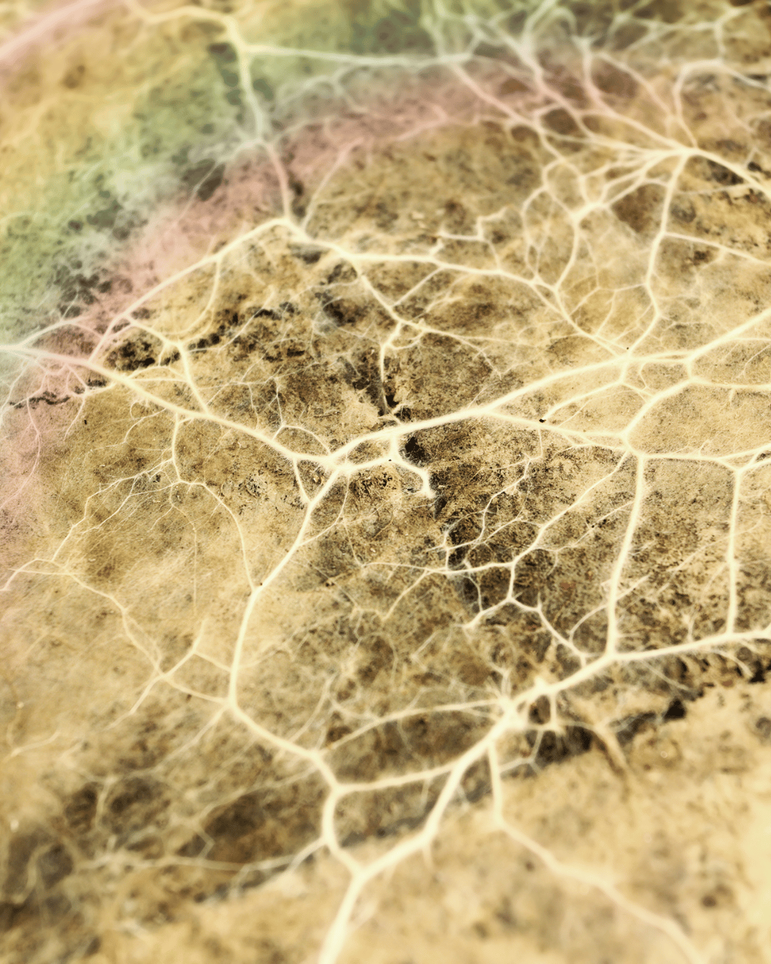 Mycelium & Rhizome: Ecological Metaphors for Autistic, Neurodivergent & Disabled Lives