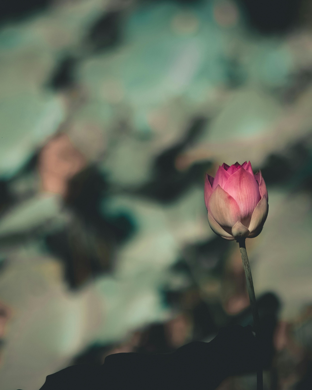 Empathy, Becoming, and Belonging: On what it really means to be met across difference
