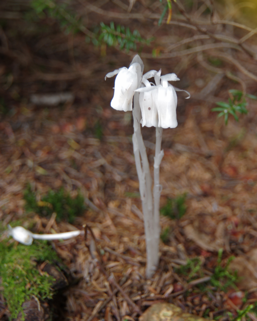 Delicate Monotropa uniflora, Ghost Pipe (Indian pipe) flowers in full bloom — pale, translucent white, bell-shaped blooms nodding on leafless white stems, rising from brown pine needle litter and green moss on the forest floor. Photo by Frank Shirley, Getty Images with CAVNVA Pro