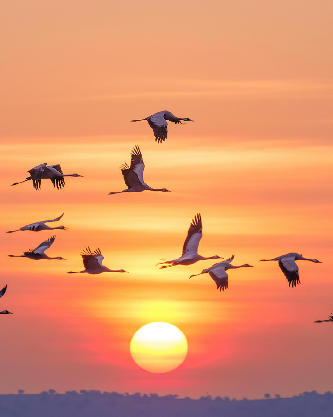 Silhouettes of common cranes in flight across a vivid orange and pink sunset sky, with the sun low near the horizon. The birds fly in a loose, scattered formation with necks outstretched and legs trailing — a typical sight during their seasonal migration between northern breeding grounds and warmer wintering areas