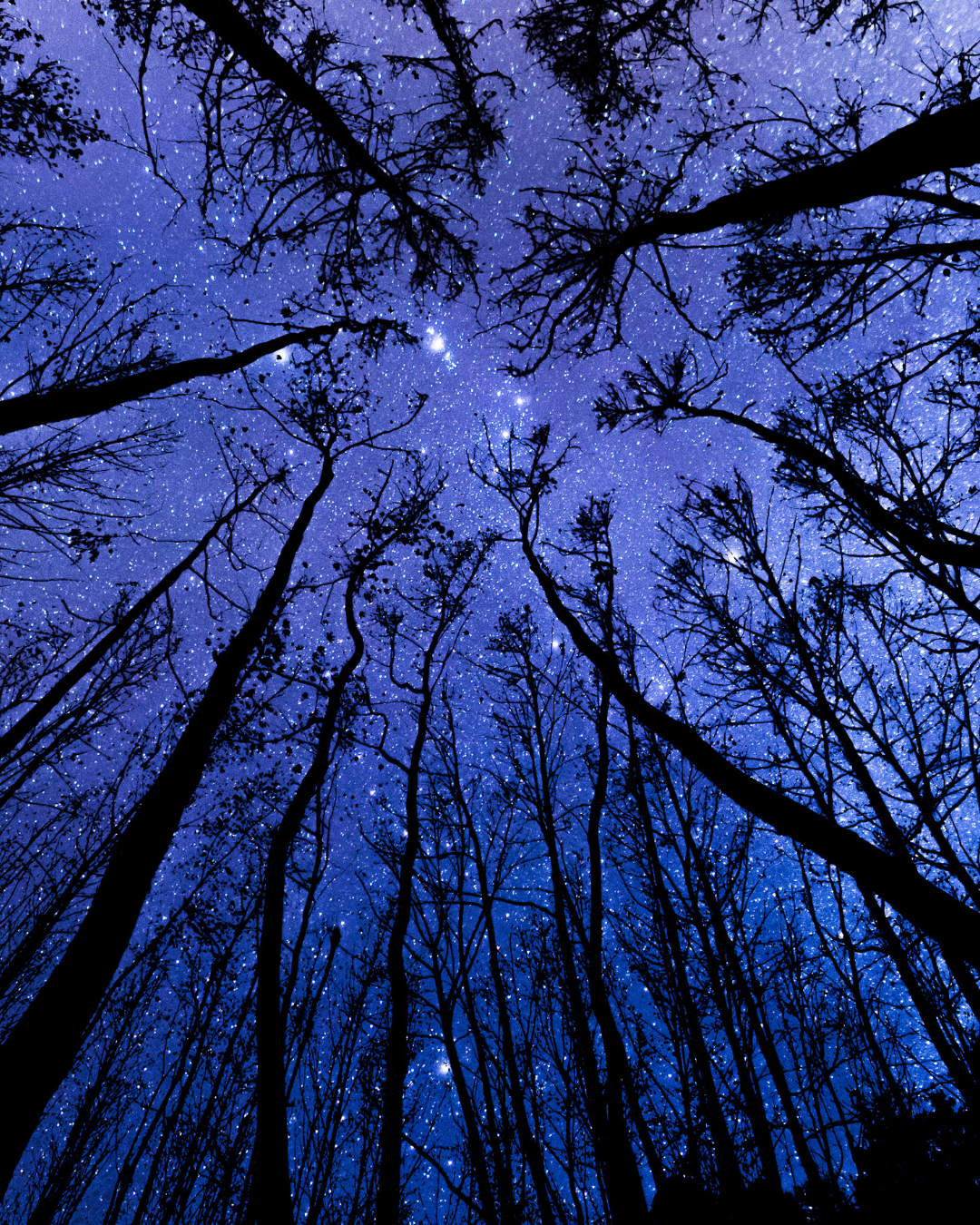 View looking up through bare tree branches into a starry night sky