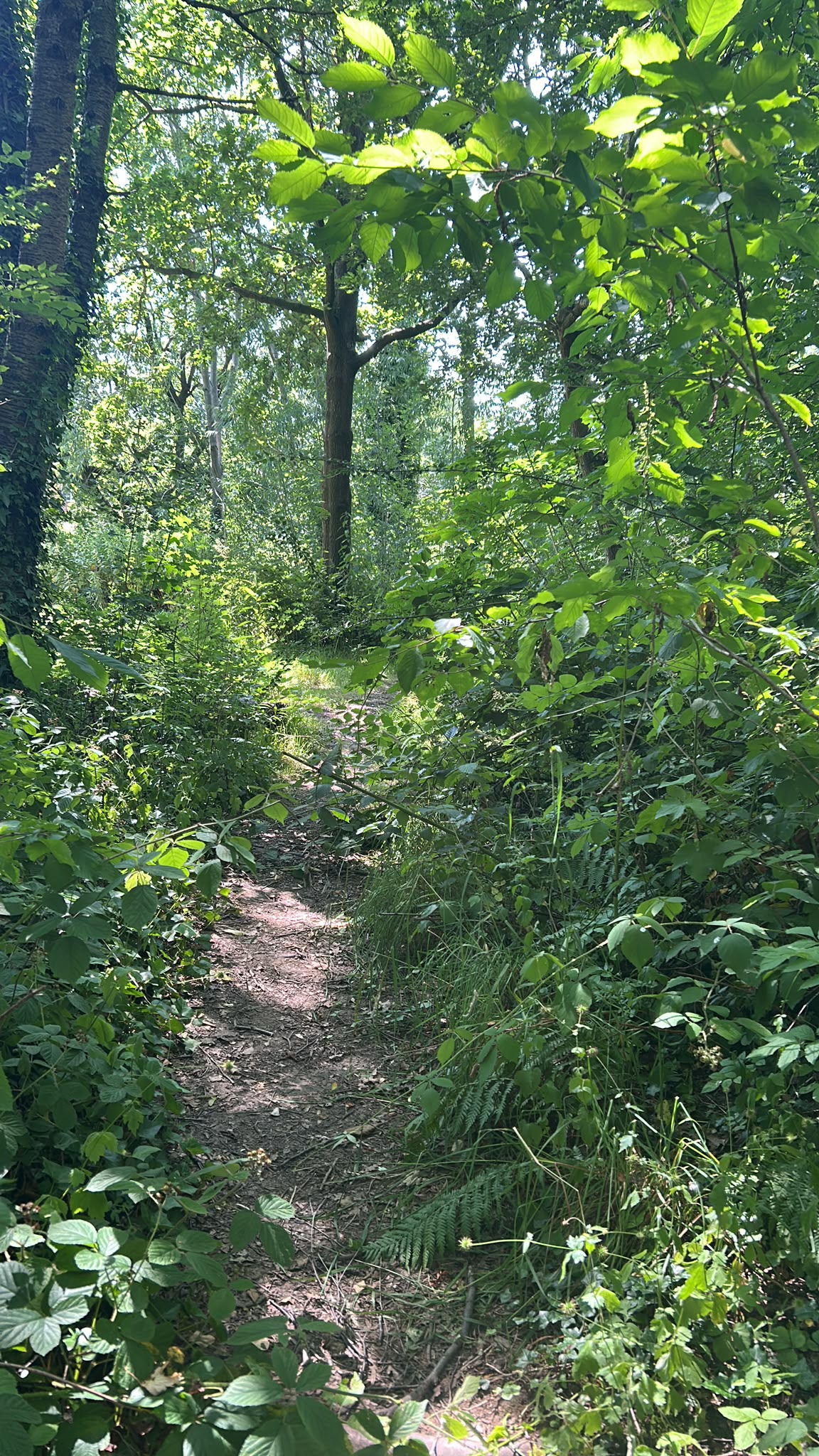 A narrow earth path winding into a sunlit summer woodland, with bright green leaves arching overhead. Opens The Complete Works.